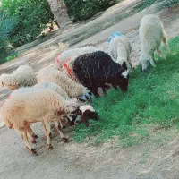 میش جوان مناسب|حیوانات مزرعه|جیرفت, |دیوار