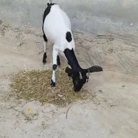 کهره ماده