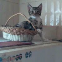 گربه یکساله و چهارماهه و|گربه|بجنورد, |دیوار