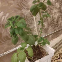 گل حسن یوسف