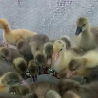 جوجه غاز محلی دوهفته ایی