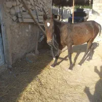 اسب نریان دو ساله