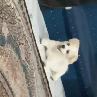 پامر اشپیتز مینی