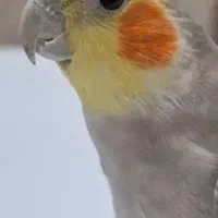 عروس هلندی گم شده