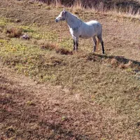 اسب مادیان 6ساله بدون ایراد
