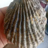 سنگ فسیل صدفی شکل