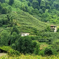 ویلاجنگلی-کنار-رود-خانه