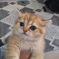 بچه گربه های نژاد بریتیش گلد خالص ۲ ماهه خانگی