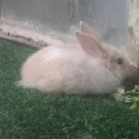 سلام‌چهارعددخرگوش‌