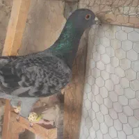 مگسی خطی ماده