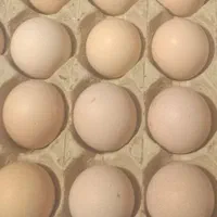 تخم مرغ محلی