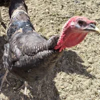 بوقلمون نر و ماده برنز|حیوانات مزرعه|شازند, |دیوار