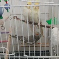 قیمت دو ملیون و چهارصد