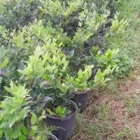 فروش یاس گلدان ۱۰