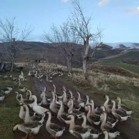 قوغاز اصل اوکراینی