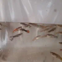 ماهی گوپی.غذا ماهی رایگان.وسایل وتجهیزات آکواریوم