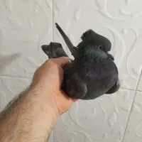 کبوتر