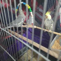 عروس هلندی|پرنده|اسلامشهر, مطهری|دیوار