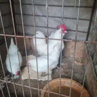 ست مرغ وخروس مینیاتوری