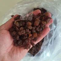 سبزه تیزابی