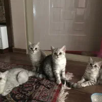 گربه بریتیش شورت هیر