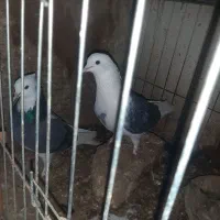 نرو ماده تهرونی اصل