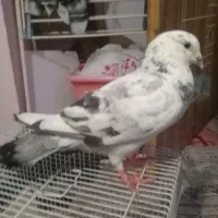 سار نر بدرد جوجه کشی میخوره نمی پره