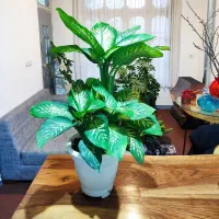 دیفن باخیا چند بوته|گل و گیاه طبیعی|آمل, |دیوار