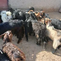 کهره نر جوان|حیوانات مزرعه|تیمور آباد, |دیوار