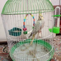 یک عروس هلندی|پرنده|گلستان (کرمان), |دیوار