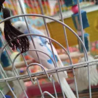 مرغ عشق|پرنده|ساوه, |دیوار