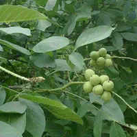 فروش نهال گردو اصلاح شده فرنور فرانسه با چک معتبر