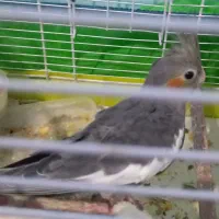 طوطی سالم جوجه|پرنده|رشت, یخسازی|دیوار