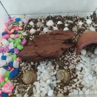 فروش تراریوم زیبا|صنایع دستی و سایر لوازم تزئینی|خرمدره, |دیوار