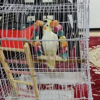 قفس سهره فنچ عروس هلندی