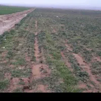 اجاره زمین کشاورزی