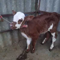 گوساله نر سیمینتال|حیوانات مزرعه|شفت, |دیوار