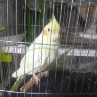 عروس هلندی نر 1و نیم میلیون قیمت مقطوع.