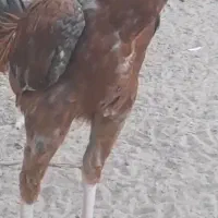 خروس لاری و مرغ لار