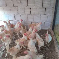 مرغ سفیداول ماه|حیوانات مزرعه|قم, بیانی|دیوار