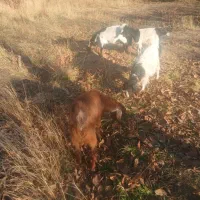 فروش چهارعدد بز غاله یک عدد نر وبقیه ماده