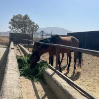 اسب سواری ، حیوانات، مزرعه|اسب و تجهیزات اسب‌سواری|زاهدان, |دیوار