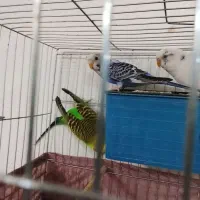 مرغ عشق جفت با جوجه