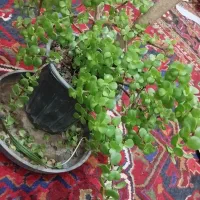 گل درختچه و کاکتوس