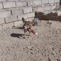 اردک خارجی بوقلمون مرغ قوقاز|حیوانات مزرعه|زابل, |دیوار