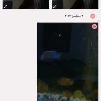 ماهی زینتی