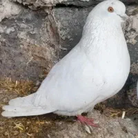 سه عدد طوقی پریش سالم سرحال به شرط میدم