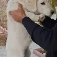 سگ پاکوتاه با نژاد اصل|سگ|ارومیه, |دیوار