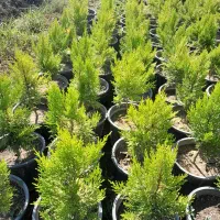 فروش عمده نهال کاج لاوسون|خدمات باغبانی و درختکاری|مرزنآباد, |دیوار