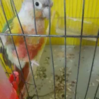 گرینچیک مولد